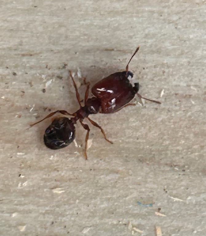 Pestmac Pest Control Solutions pest control work in Holgate