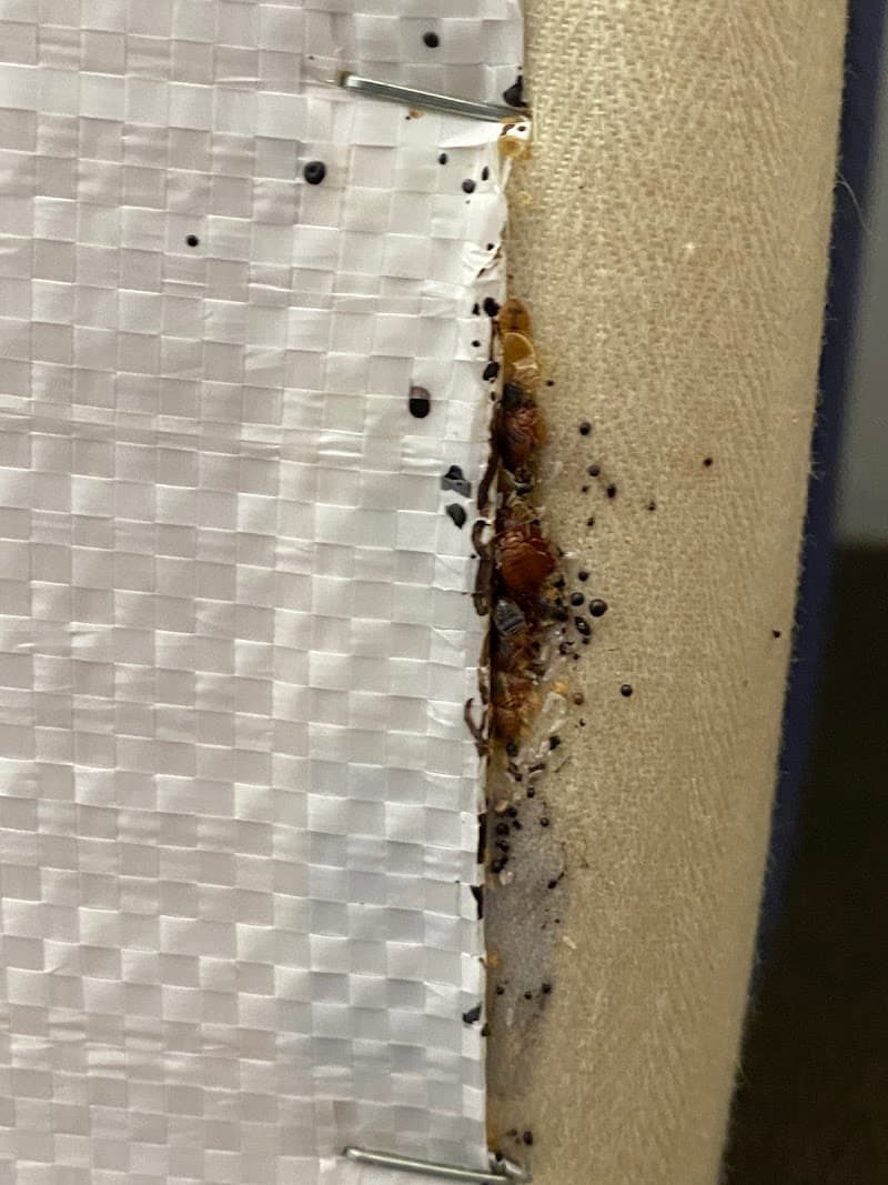 PestOffMan Gold Coast pest control work in Carrara