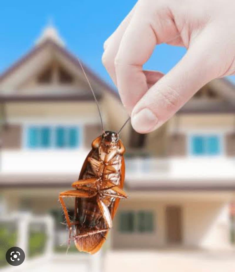 PestOffMan Gold Coast pest control work in Carrara