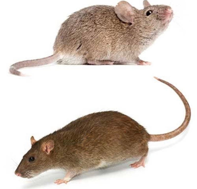 PestOffMan Gold Coast pest control work in Carrara
