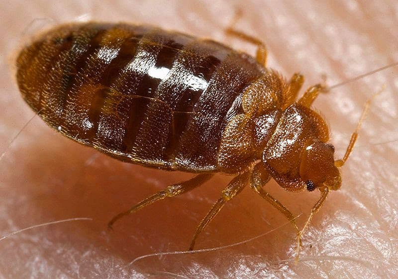 Pestpac Pest Control Albury Wodonga pest control work in Albury