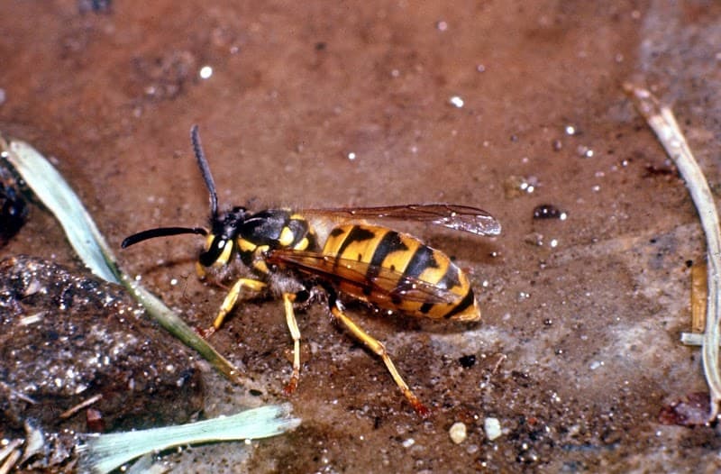 Pestpac Pest Control Albury Wodonga pest control work in Albury