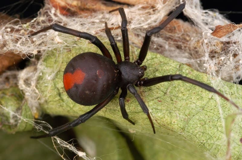Pestpac Pest Control Albury Wodonga pest control work in Albury