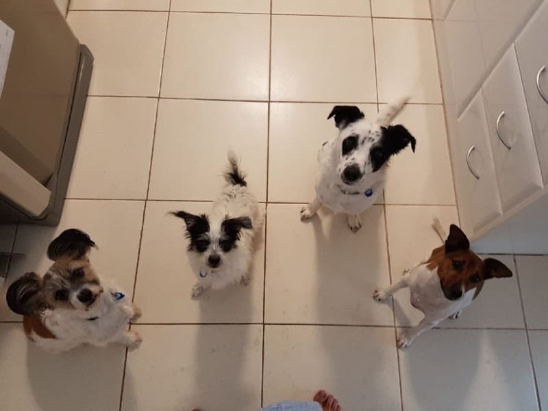 Pet Safe Pest Management & Termite Solutions pest control work in Narangba