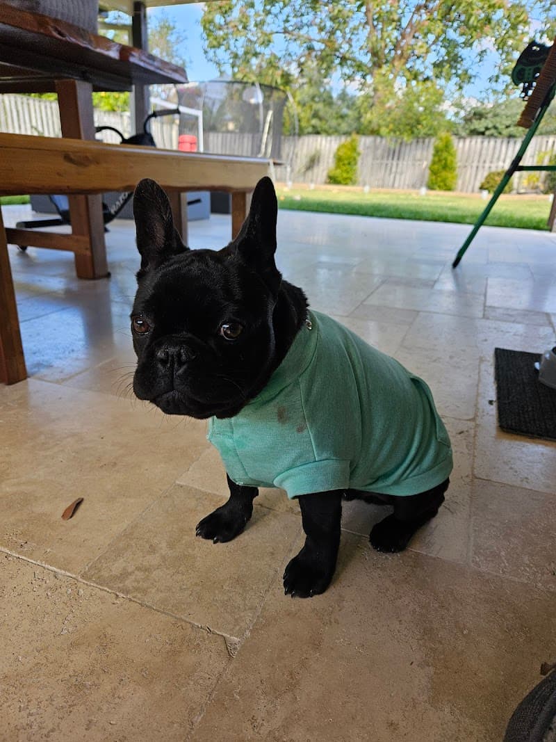 Pet Safe Pest Management & Termite Solutions pest control work in Narangba