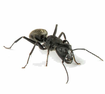 Pet Safe Pest Management & Termite Solutions pest control work in Narangba