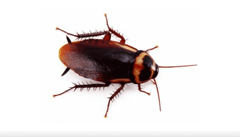 Pet Safe Pest Management & Termite Solutions pest control work in Narangba