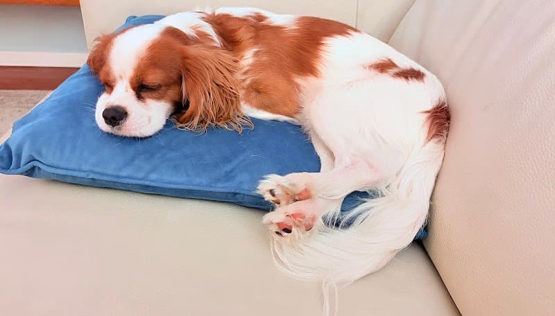 Pet Safe Pest Management & Termite Solutions pest control work in Narangba