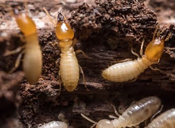 Pete’s Pest Control Toowoomba | Local Pest Control pest control work in Harristown