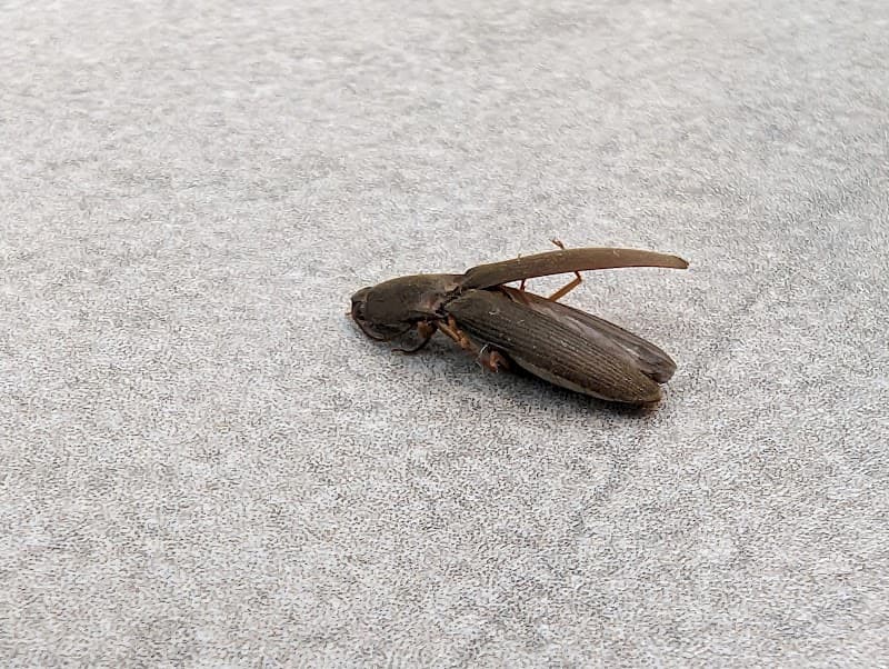 Pete’s Pest Control Toowoomba | Local Pest Control pest control work in Harristown