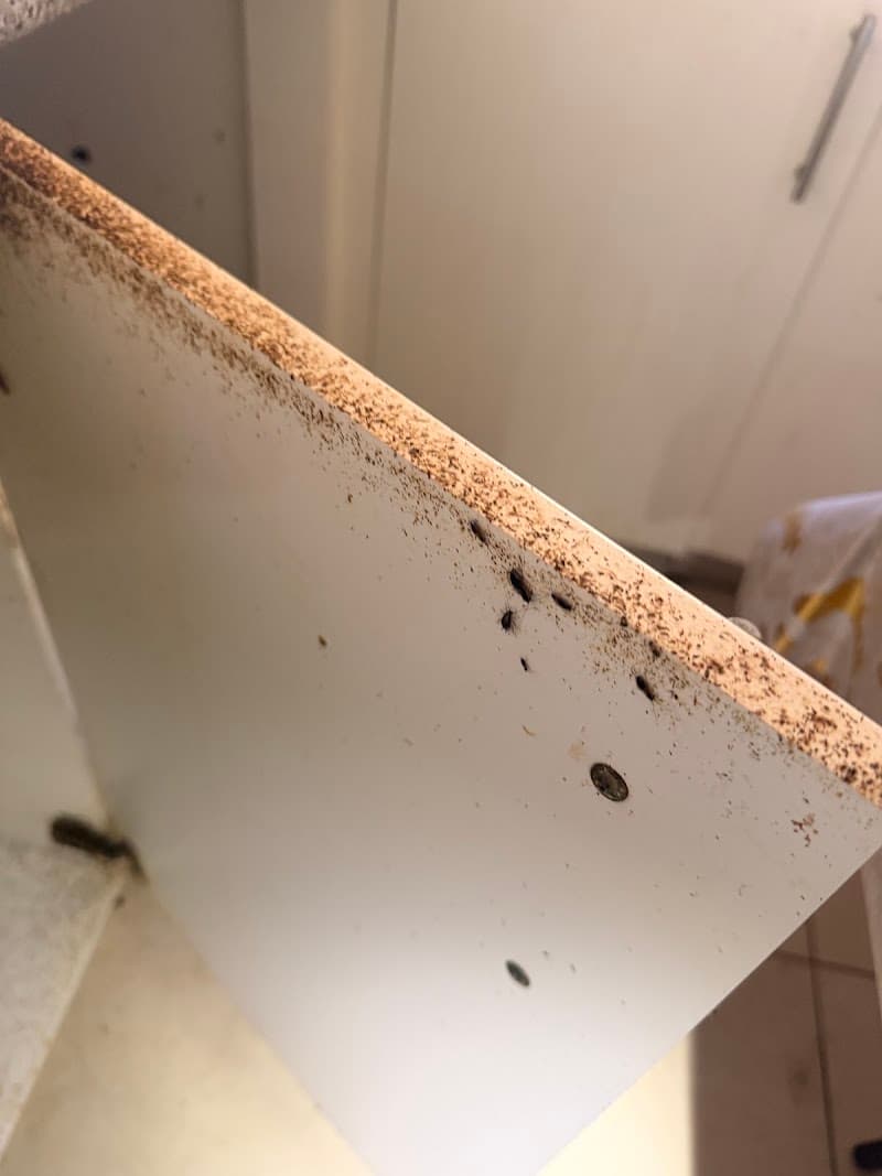 Pk premium pest control pest control work in Rydalmere