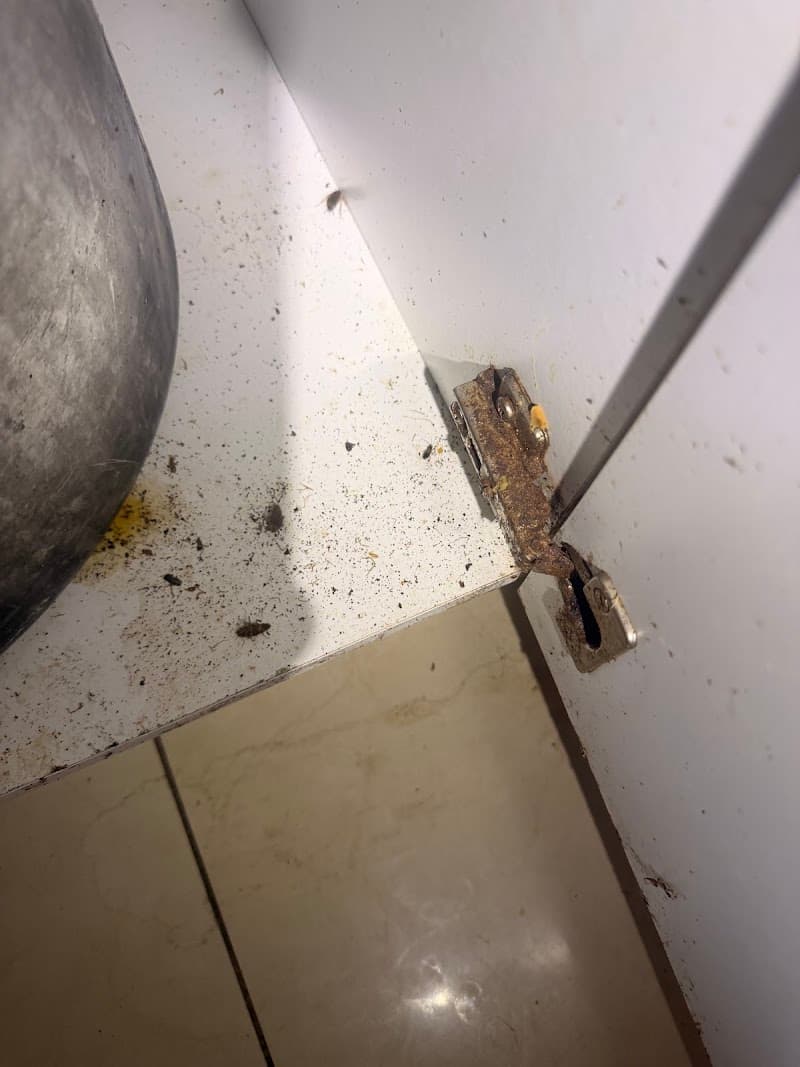 Pk premium pest control pest control work in Rydalmere