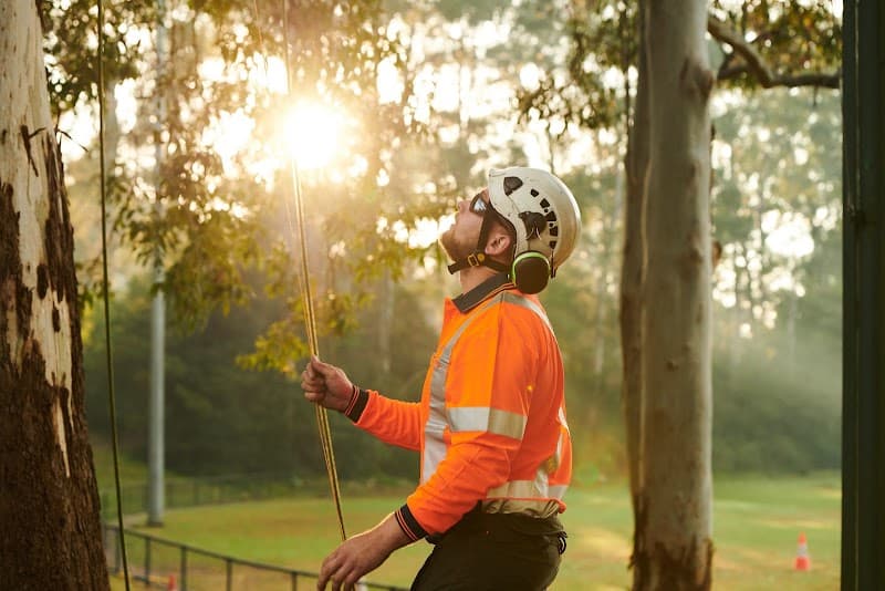 Plateau Trees | Tree Removal Sydney tree services work in Brookvale