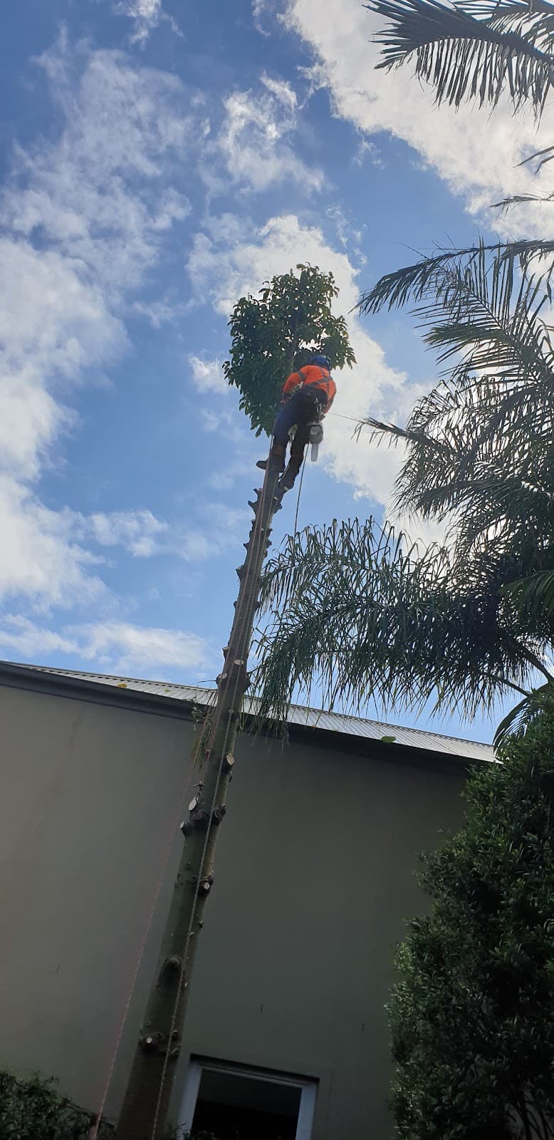 Plateau Trees | Tree Removal Sydney tree services work in Brookvale