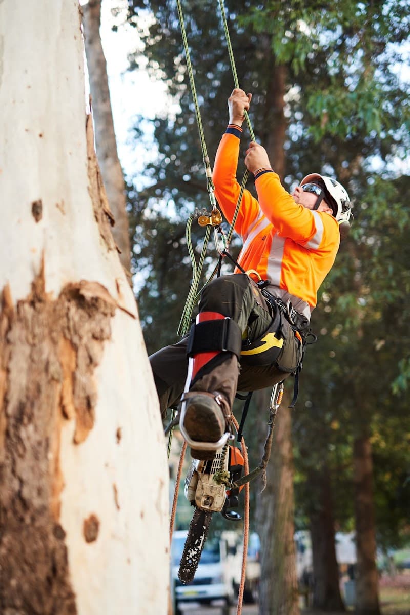 Plateau Trees | Tree Removal Sydney tree services work in Brookvale