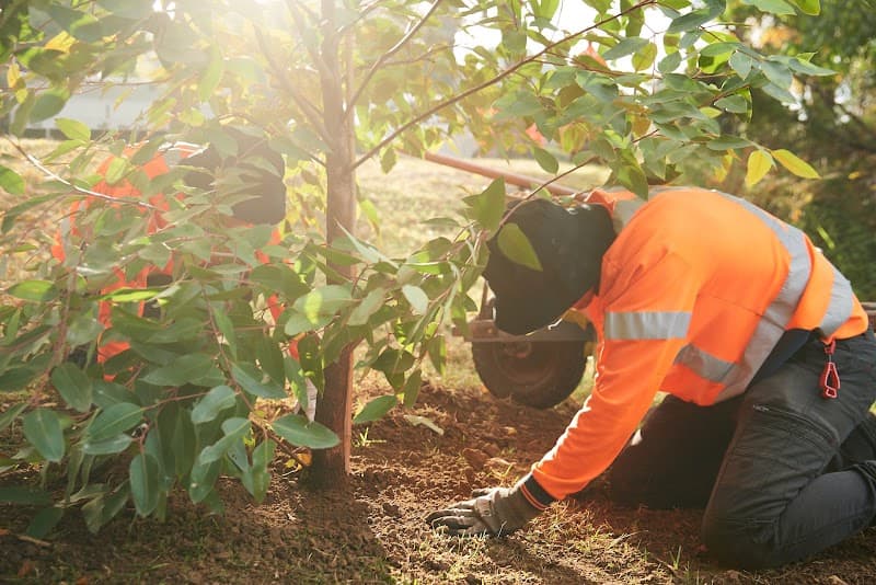 Plateau Trees | Tree Removal Sydney tree services work in Brookvale