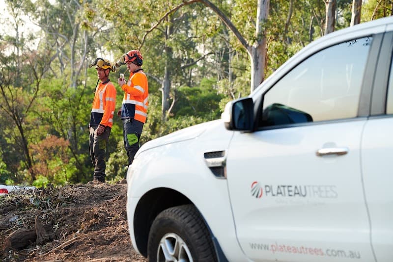 Plateau Trees | Tree Removal Sydney tree services work in Brookvale