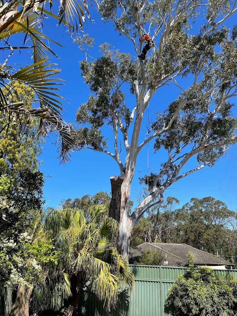 Plateau Trees | Tree Removal Sydney tree services work in Brookvale