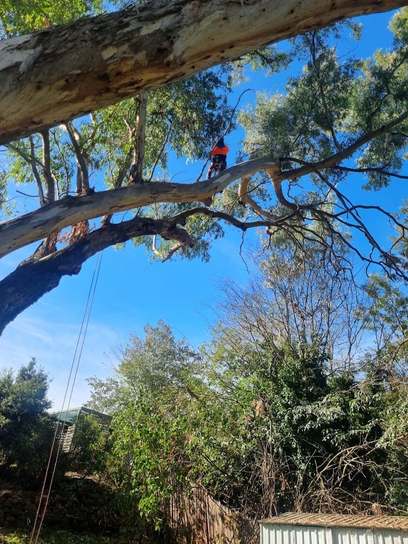 Plumb Trees tree services work in Croydon Park