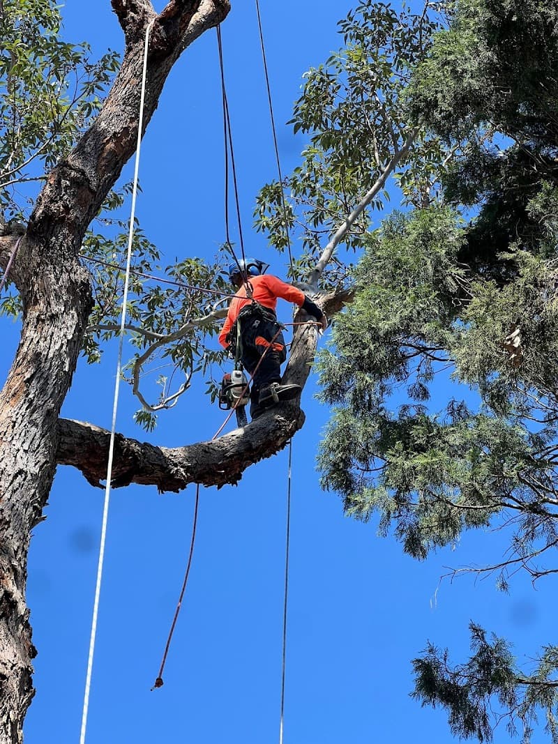 Plumb Trees tree services work in Croydon Park
