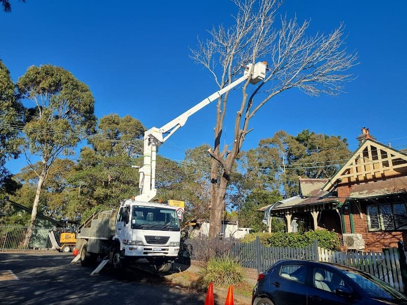 Plumb Trees tree services work in Croydon Park