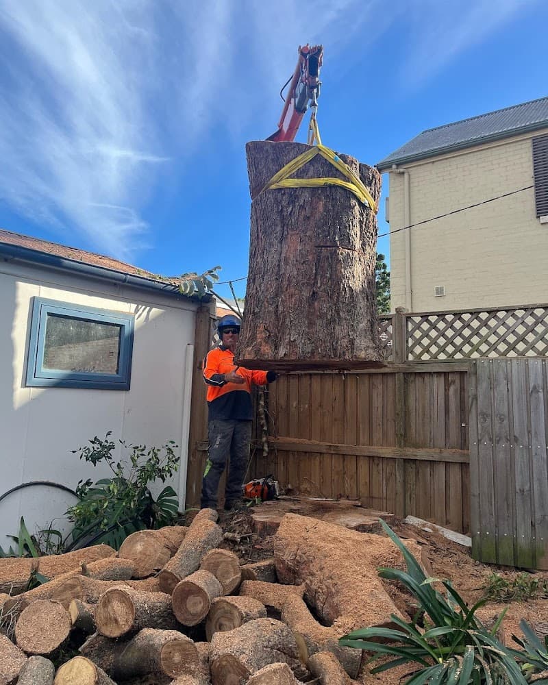 Plumb Trees tree services work in Croydon Park