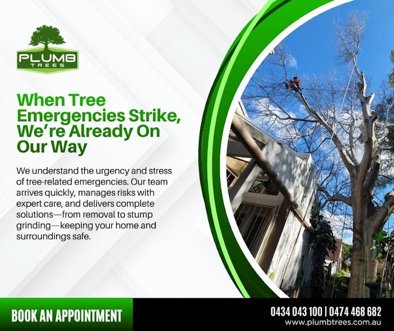 Plumb Trees tree services work in Croydon Park
