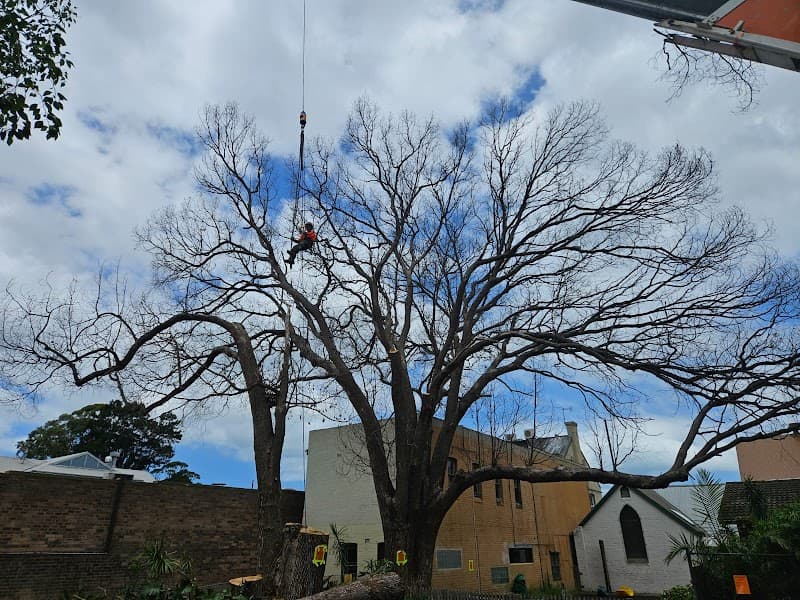 Plumb Trees tree services work in Croydon Park
