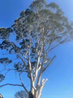 Point Nepean Tree & Stump Removal