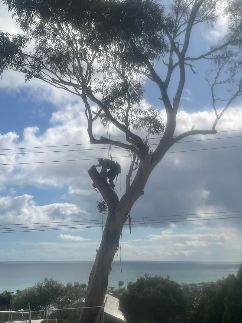 Point Nepean Tree & Stump Removal tree services work in Safety Beach