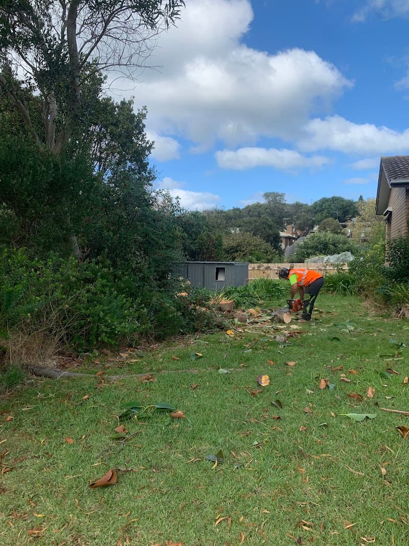 Point Nepean Tree & Stump Removal tree services work in Safety Beach
