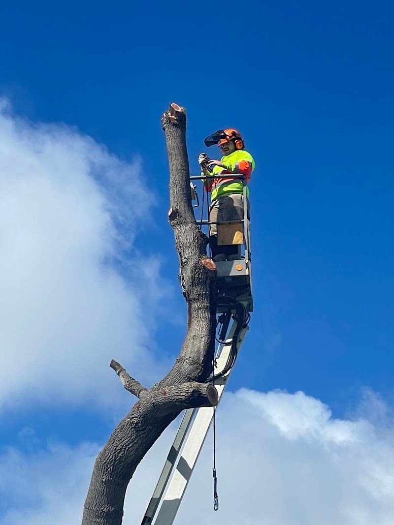 Point Nepean Tree & Stump Removal tree services work in Safety Beach