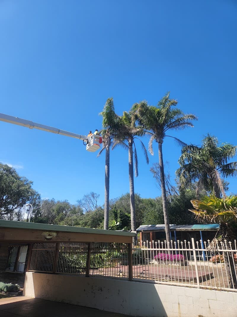 Point Nepean Tree & Stump Removal tree services work in Safety Beach