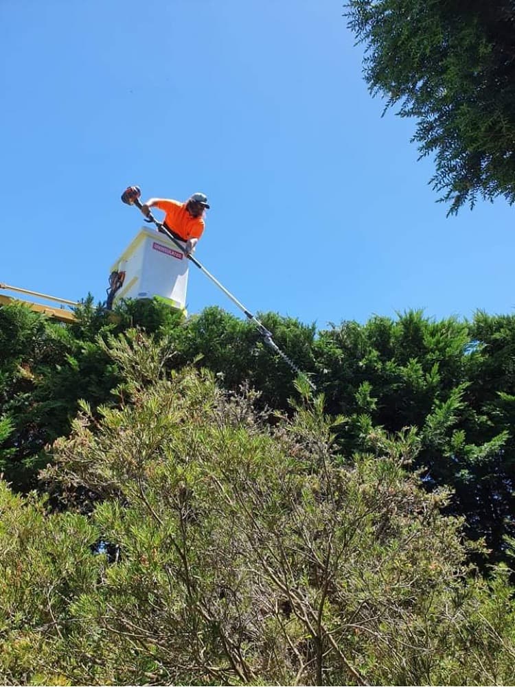 Point Nepean Tree & Stump Removal tree services work in Safety Beach