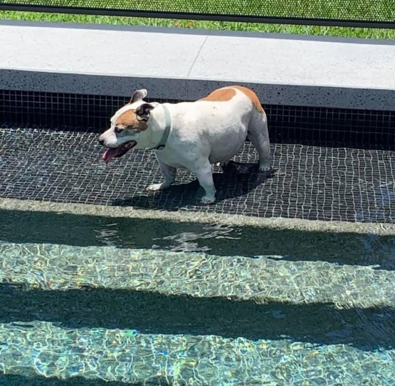 PoolClean Service and Maintenance pool maintenance work in Burleigh Heads