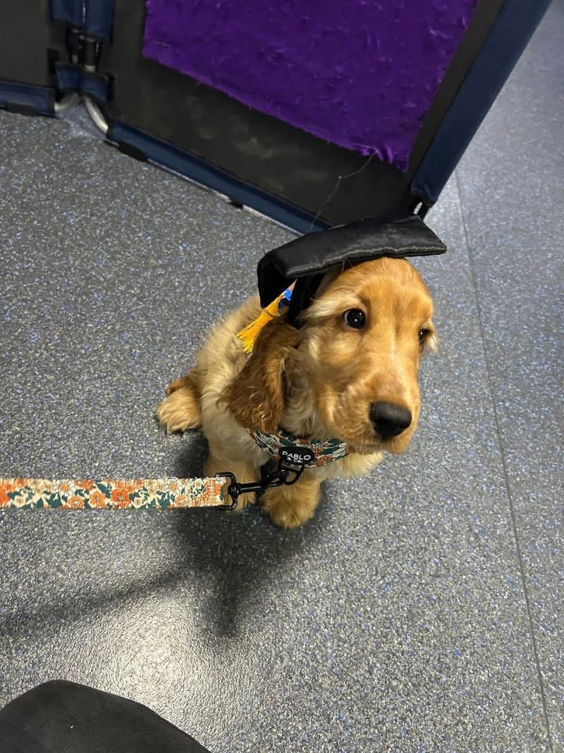 Positive Response Dog Training dog training work in Cleveland