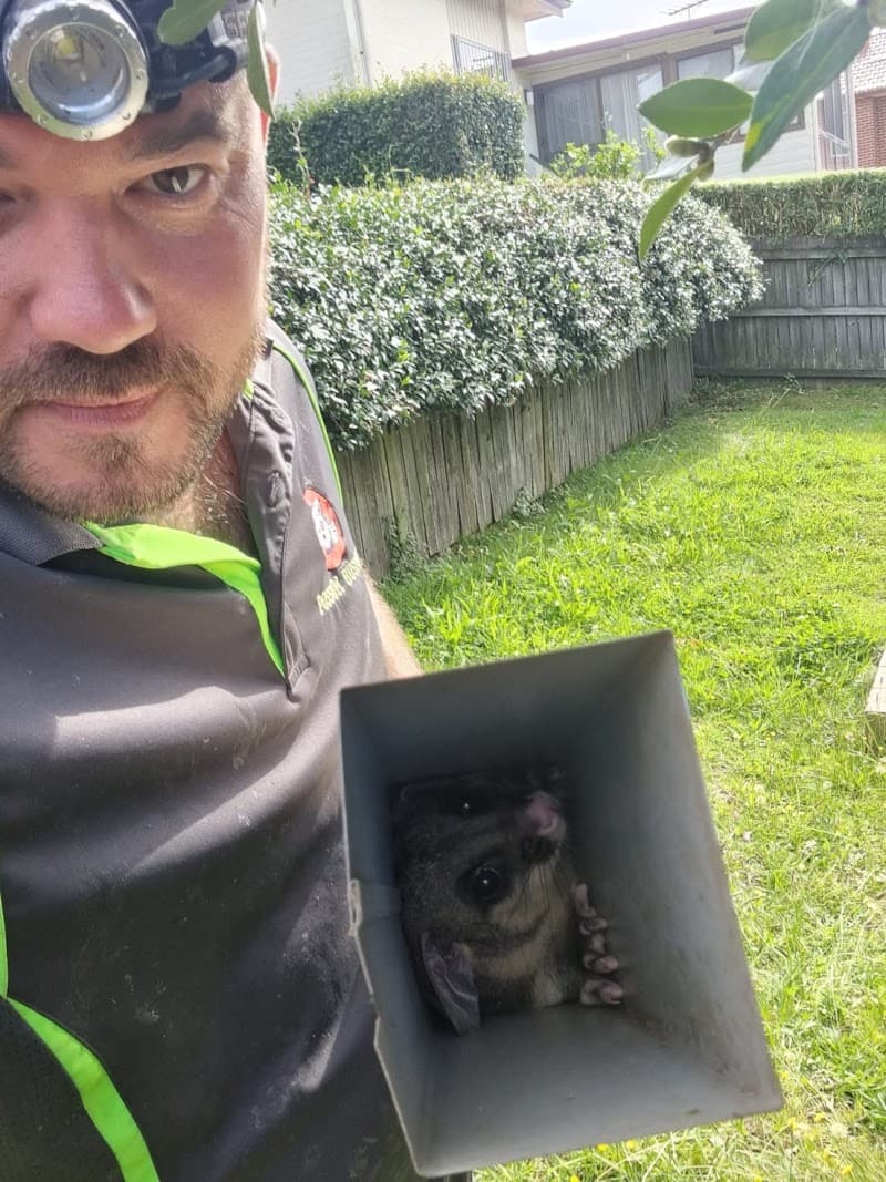 Possum Busters pest control work in Kirrawee