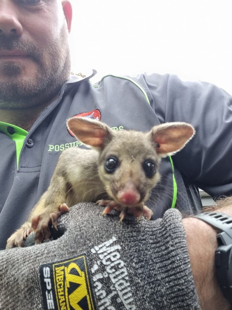 Possum Busters pest control work in Kirrawee