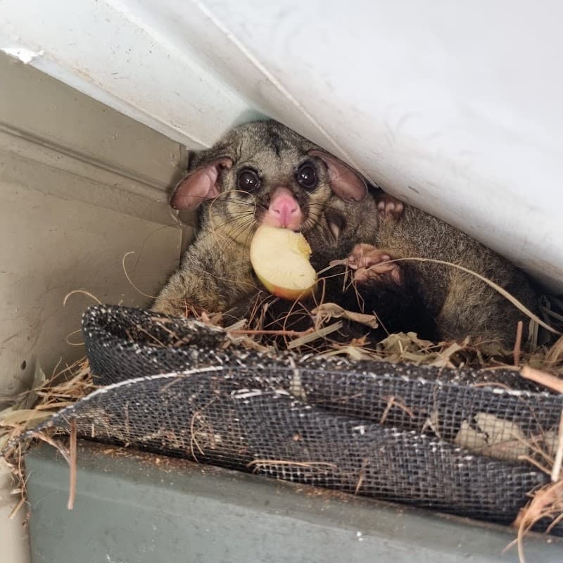 Possum Busters pest control work in Kirrawee
