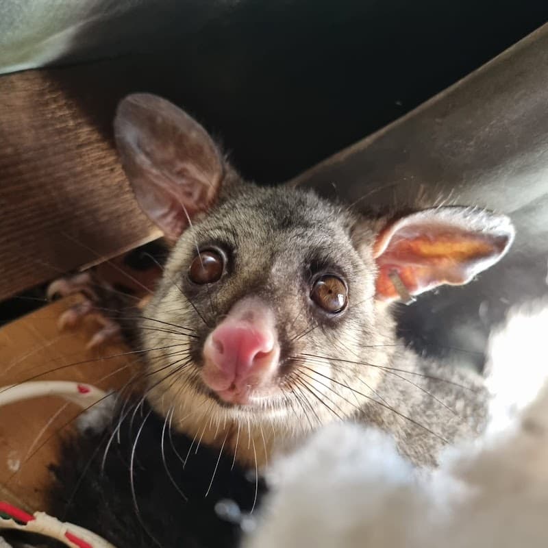 Possum Busters pest control work in Kirrawee