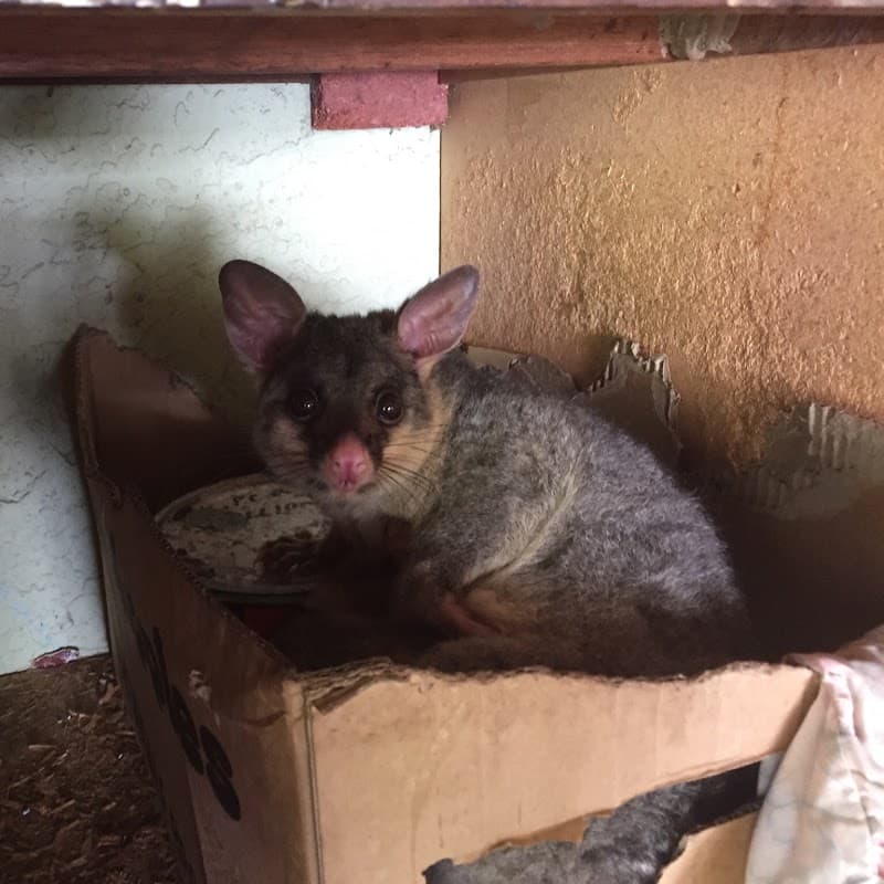 Possum Busters pest control work in Kirrawee