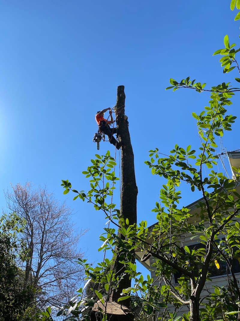 Practical Tree Solutions tree services work in Emu Heights
