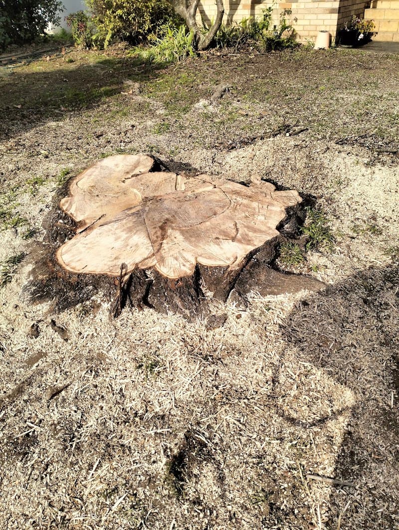 Practical Tree Solutions tree services work in Emu Heights