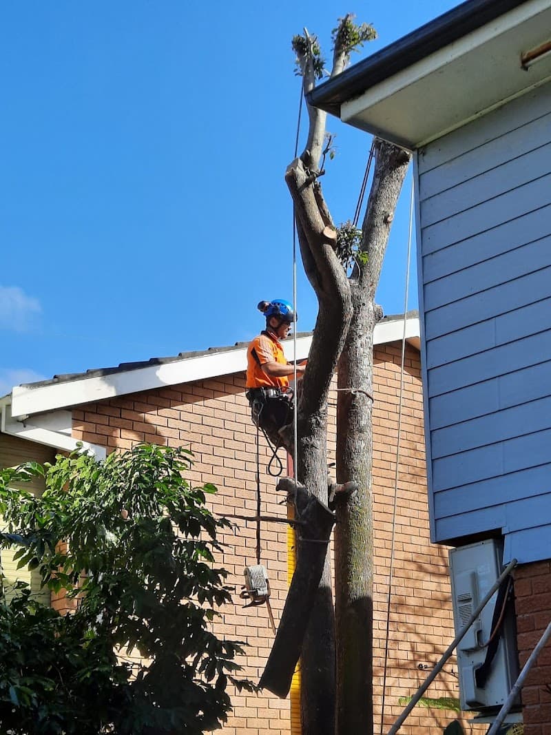 Practical Tree Solutions tree services work in Emu Heights