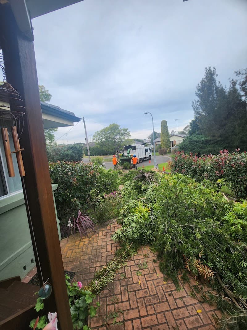 Practical Tree Solutions tree services work in Emu Heights