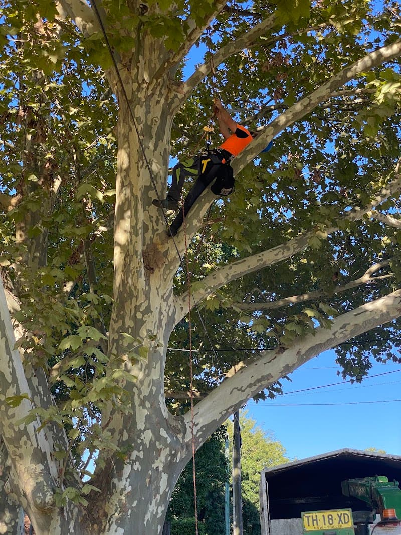 Practical Tree Solutions tree services work in Emu Heights