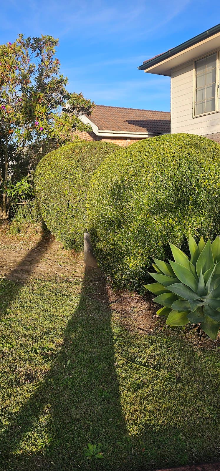 Precision Lawns and Hedges lawn care work in Parramatta