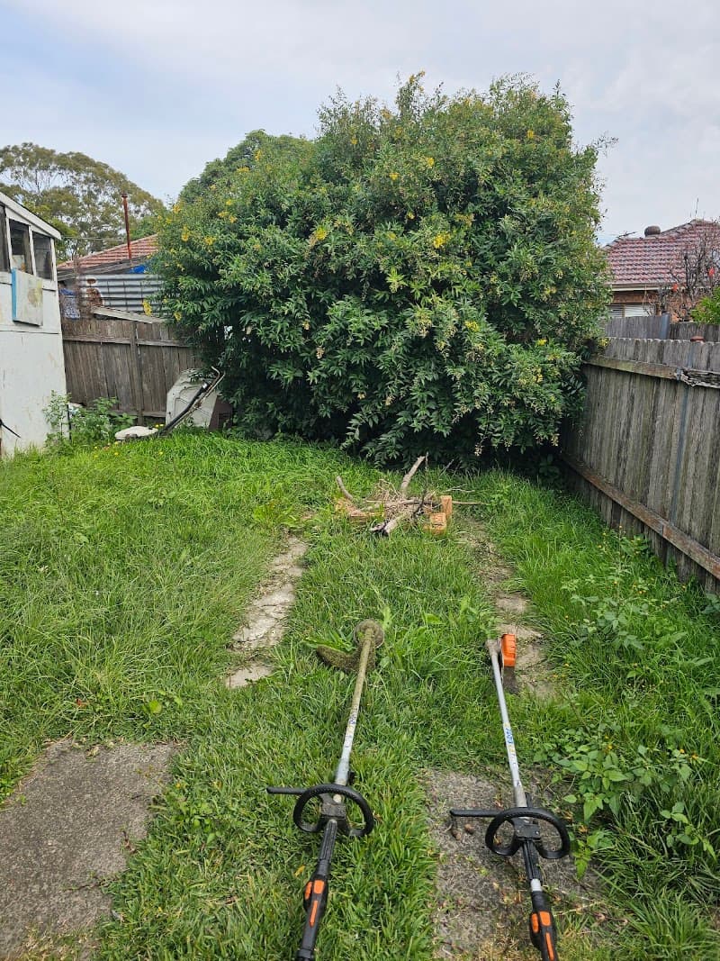 Precision Lawns and Hedges lawn care work in Parramatta