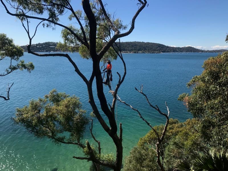 Precision Tree Services tree services work in Avalon Beach