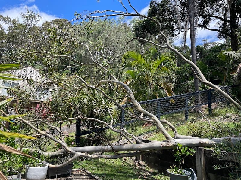 Precision Tree Services tree services work in Avalon Beach